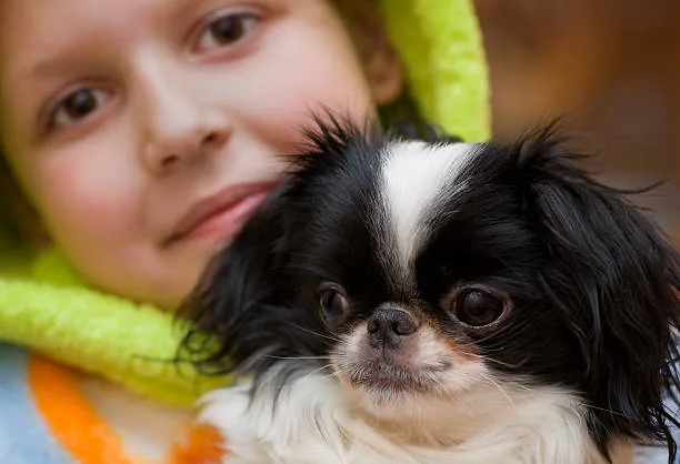 chihuahua maltese yorkie mix Temperament and Socialization in Multi-Breed Companions