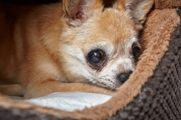 chihuahua min pin mix Behavioral Dynamics of Chipin Dogs