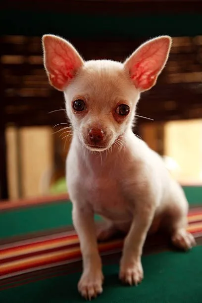 chihuahua min pin mix Training and Socialization