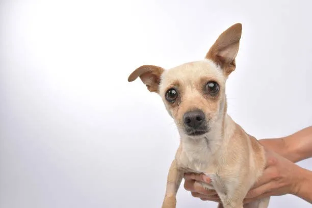 chihuahua min pin mix Cost of Ownership