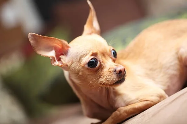 chihuahua min pin mix Hybrid Vigor in Chipin Dogs