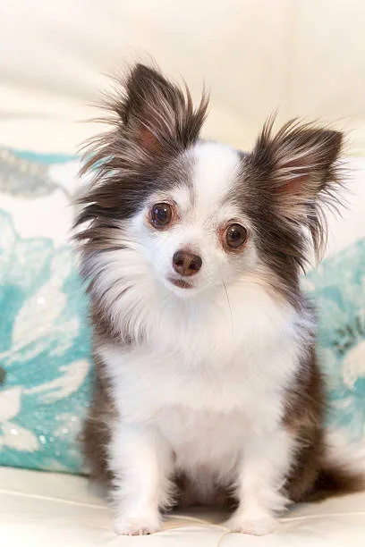 chihuahua min pin mix Suitability as a Family Pet