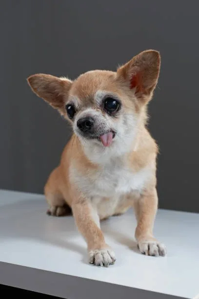 chihuahua min pin mix Temperament and Personality