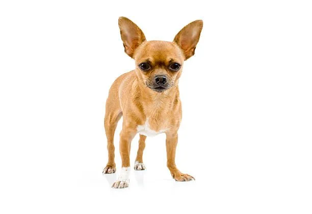 chihuahua mix beagle Dietary Requirements