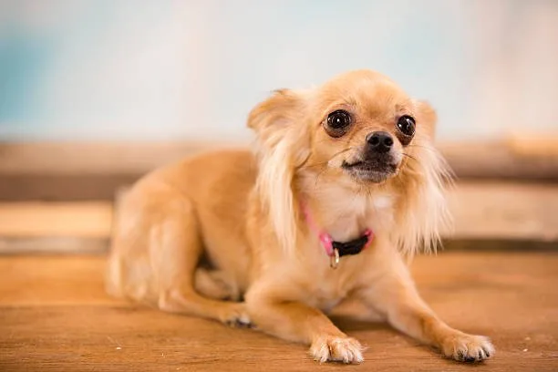 chihuahua mix beagle Health and Lifespan
