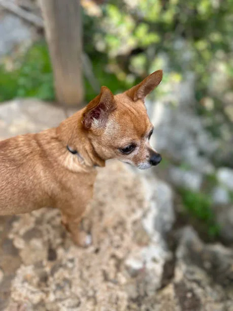 chihuahua mix beagle Grooming and Care