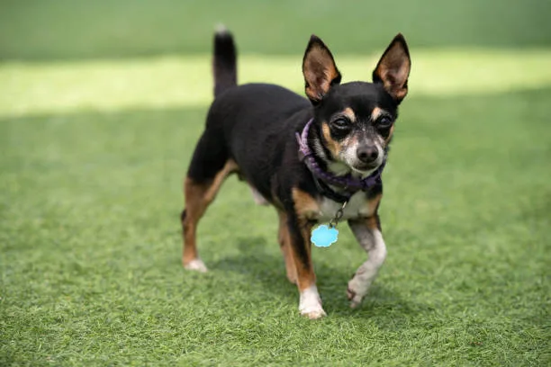  chihuahua mix dachshund Grooming and Care