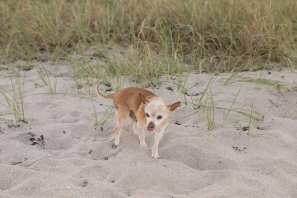  chihuahua mix dachshund Chihuahua Mix Dachshund Community and Resources