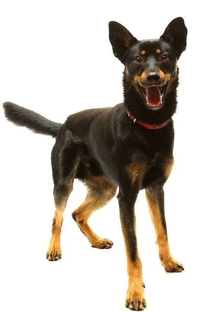  chihuahua mix german shepherd Dietary Considerations for a Chihuahua and Shepherd Mix