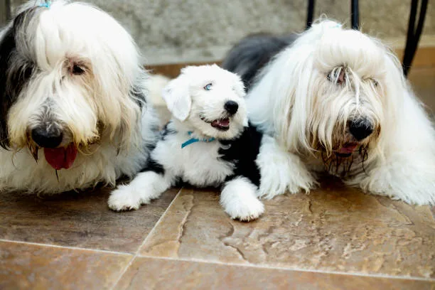  chihuahua mix poodle puppies Grooming and Care Requirements