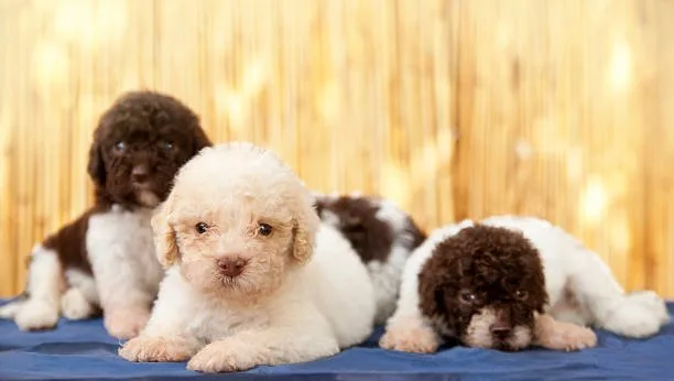  chihuahua mix poodle puppies Cheers Aromatic