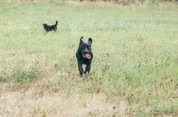 chihuahua mix rottweiler Care and Grooming Needs
