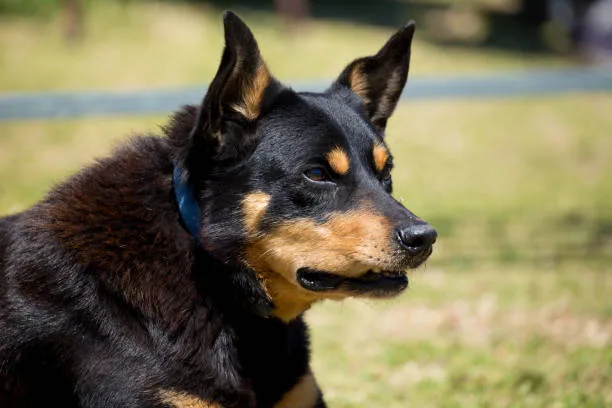 chihuahua mix rottweiler Adoption and Finding the Right Mix