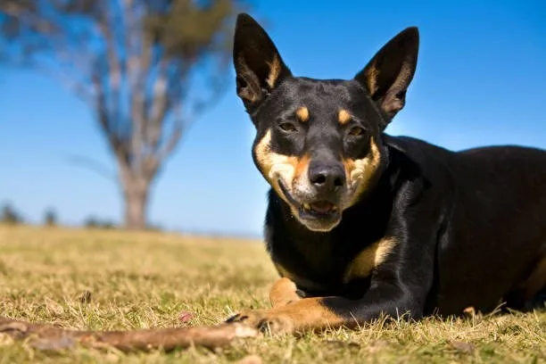chihuahua mix rottweiler Temperament and Personality