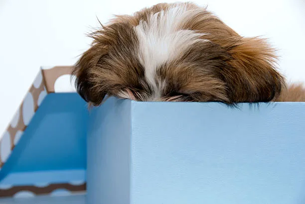  chihuahua mix shih tzu Imbibe Smooth