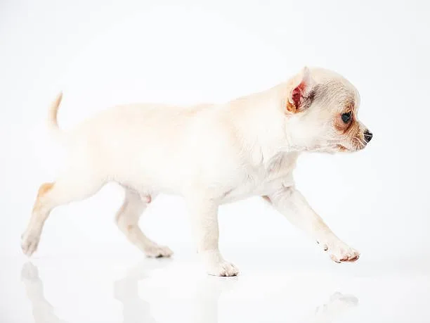  chihuahua mix toy poodle Indulge Delicious