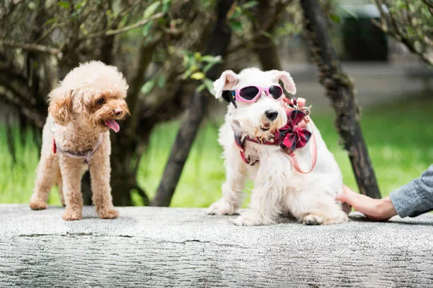 chihuahua mix toy poodle Health Considerations