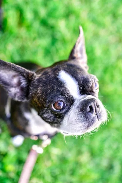  chihuahua mix with boston terrier Delight Flavorful
