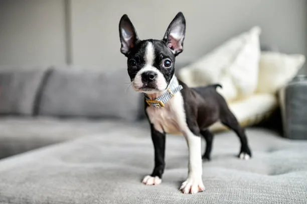  chihuahua mix with boston terrier Discover Refreshing