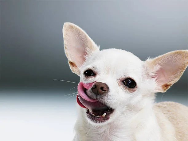 chihuahua mix with german shepherd Crossbreed Distinctions: Exploring Size and Temperament