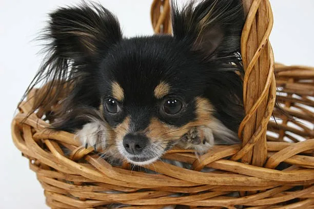  chihuahua mix with papillon Grooming and Care