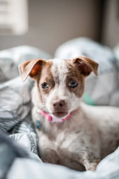 chihuahua mix with pitbull puppies Imbibe Frosty