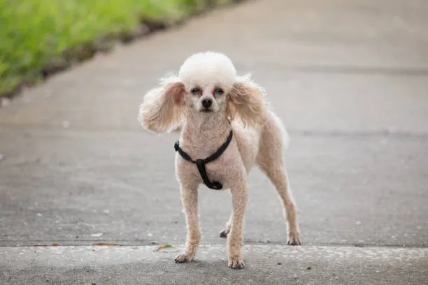  chihuahua mix with poodle The Grooming Requirements and Health Profile of the Chi-Poo