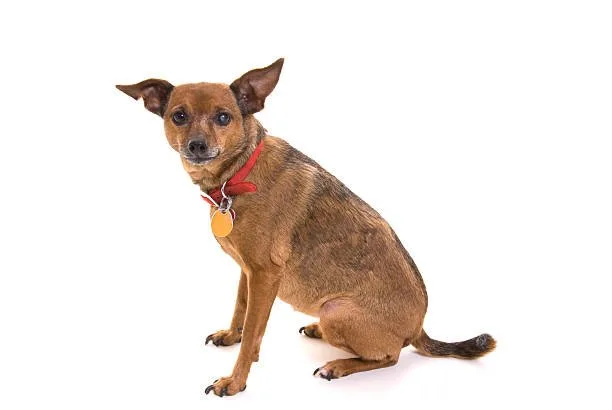 chihuahua mix with rottweiler Training and Socialization
