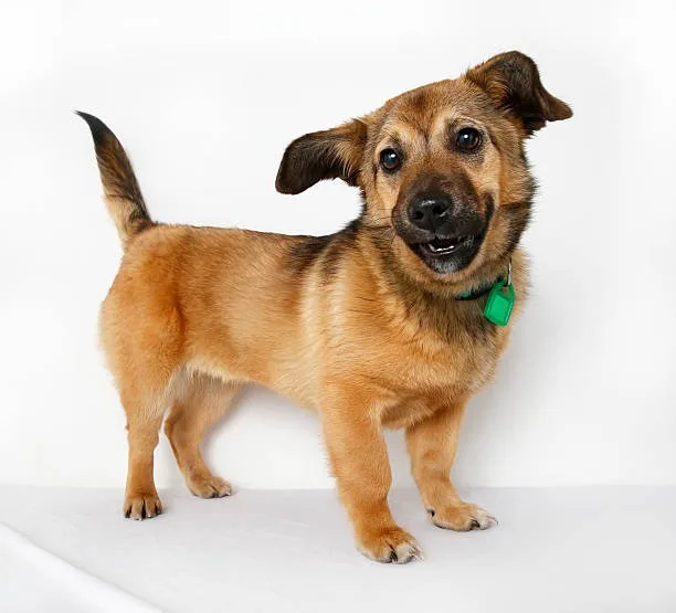 chihuahua mix with rottweiler Suitable Environment for a Chihuahua-Rottweiler Mix