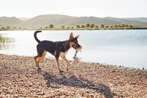 chihuahua mix with rottweiler Health and Lifespan