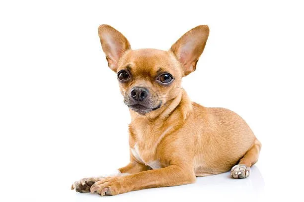 chihuahua mix with rottweiler Size Matters: Dog Size Comparison in Mixed Breeds