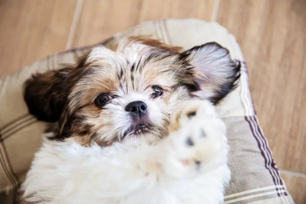  chihuahua mix with shih tzu puppy Imbibe Mouthwatering
