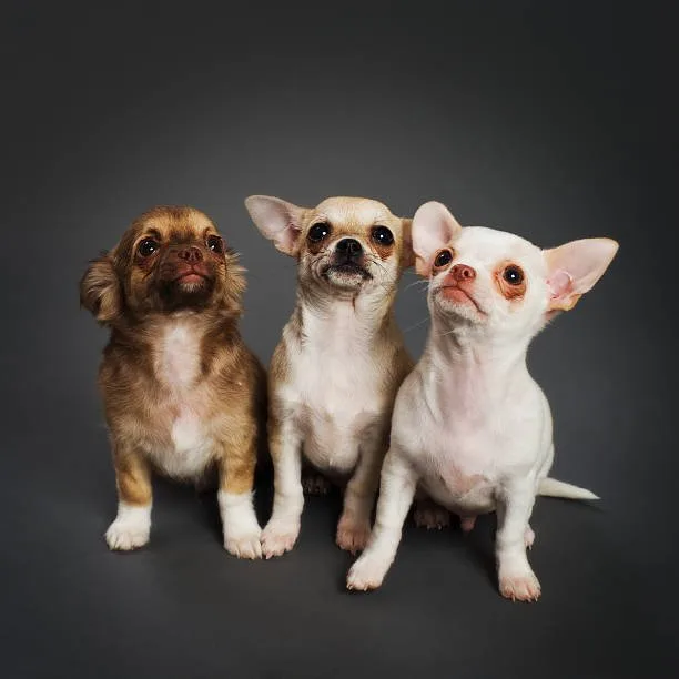  chihuahua mixed breeds Potential Challenges in Mixed Breed Ownership