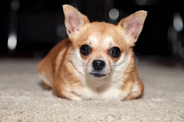 chihuahua mixed breeds Nurturing and Training Your Chihuahua Hybrid