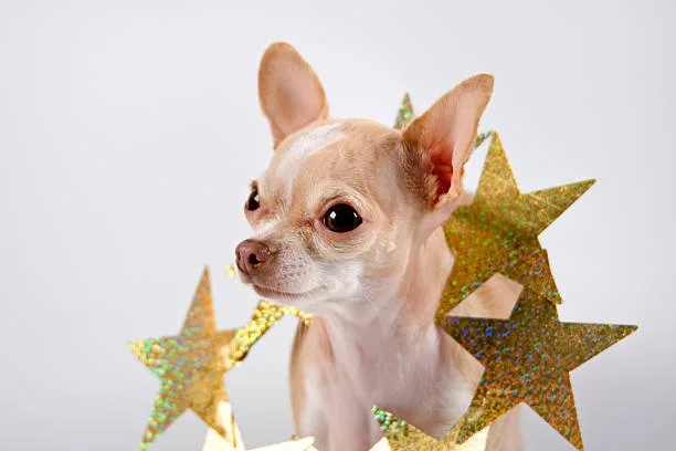 chihuahua mixed breeds Conclusion: Is a Chihuahua Mix Right for You?