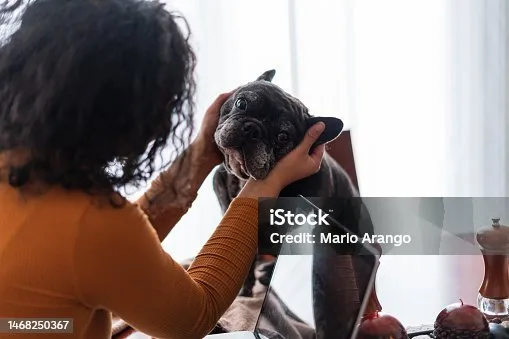chihuahua mixed french bulldog Adoption and Long-Term Considerations for Mixed Breeds