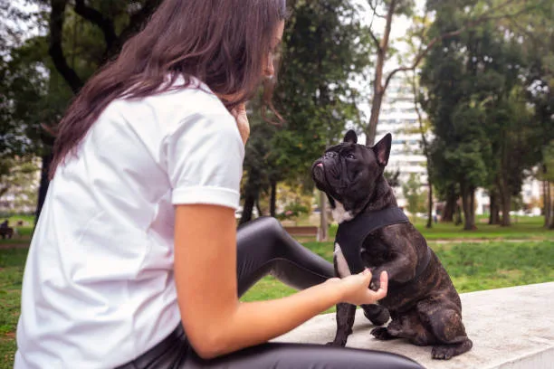 chihuahua mixed french bulldog Suitability as a Family Pet