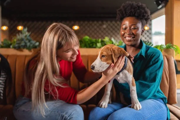  chihuahua mixed golden retriever Suitability as Family Pets
