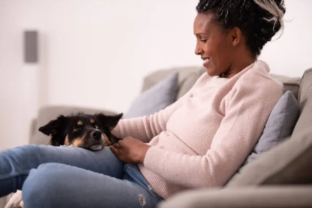  chihuahua mixed golden retriever Health and Wellness in Mixed-Breed Dogs
