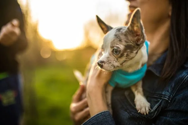  chihuahua mixed with corgi Explore Elegant
