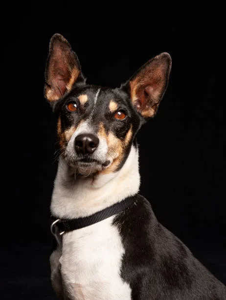  chihuahua mixed with corgi Enjoy Sensual