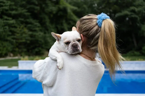 chihuahua mixed with french bulldog Success Stories of Owners
