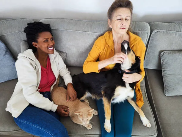  chihuahua mixed with french bulldog Adoption, Training, and Socialization