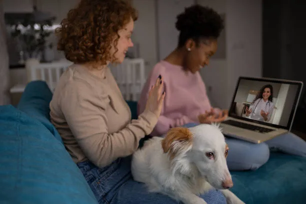  chihuahua mixed with golden retriever Socialization and Interaction