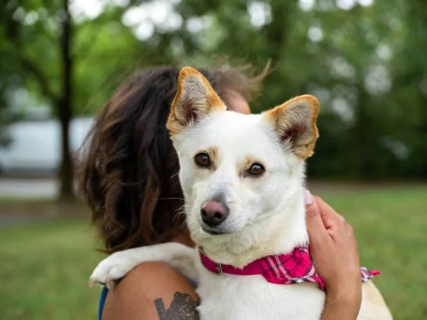  chihuahua mixed with golden retriever Developing a Well-Behaved Pet: Training and Socialization Strategies