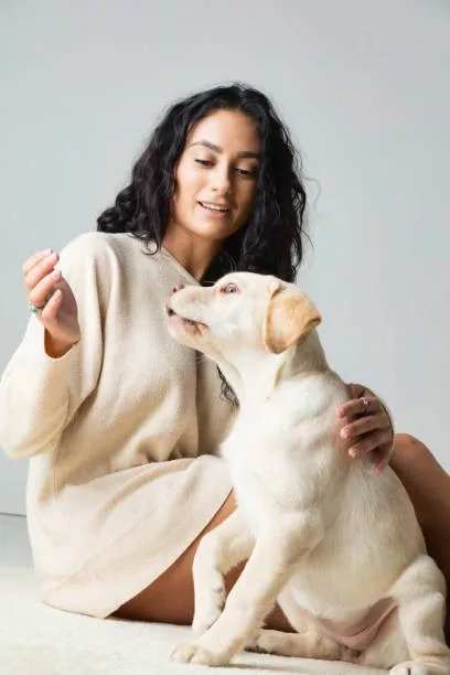  chihuahua mixed with golden retriever Health Considerations