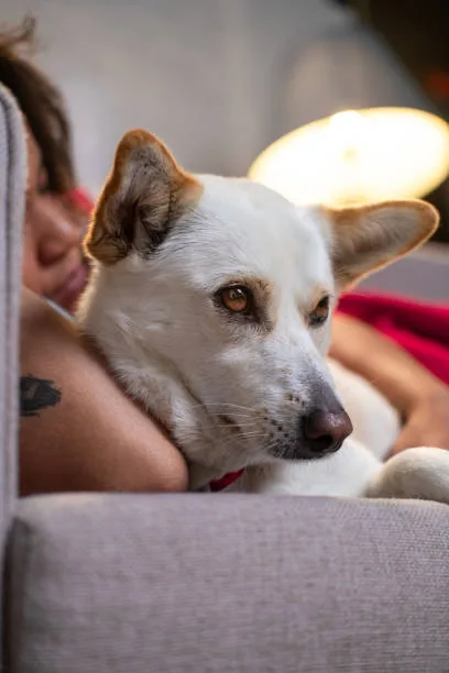 chihuahua mixed with great dane The Reality of Dog Popularity and Animal Welfare
