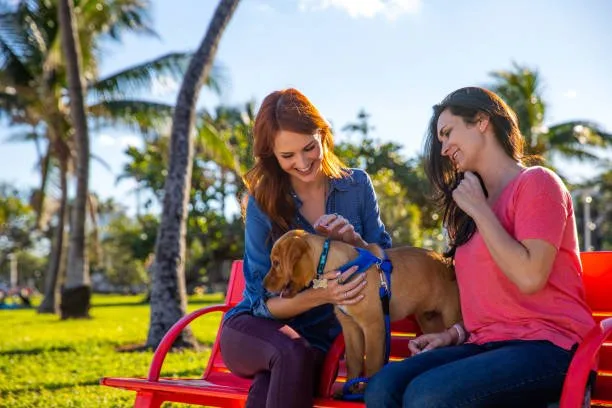 chihuahua mixed with great dane Conclusion: Is a Chihuahua/Great Dane Mix Right for You?