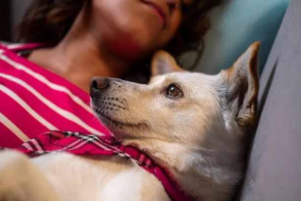 chihuahua mixed with italian greyhound Maximizing Health and Vitality in Chihuahua Mixes