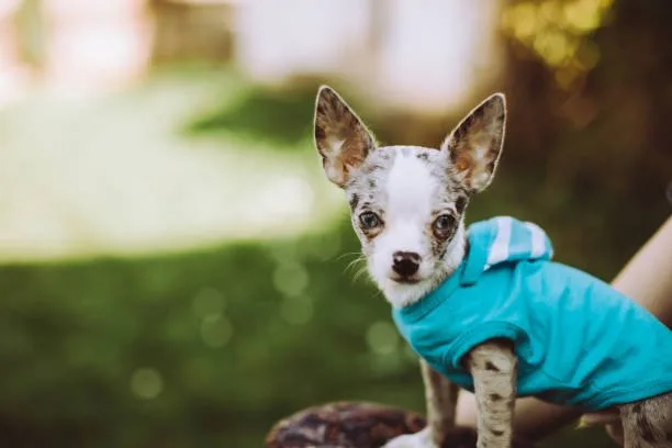 chihuahua mixed with jack russell terrier Explore Colorful